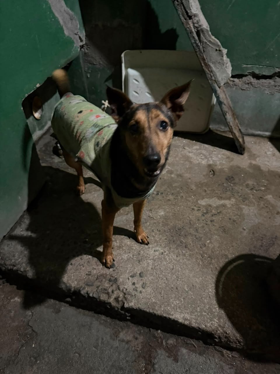 Cachorro depois do cuidado